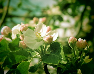 Яблунева горностаєва міль може завдати втрат садам, якщо не виконати захисних обробітків